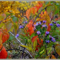 Краски осени... :: Aleksandr Gal