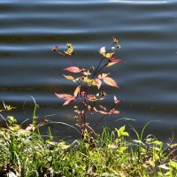 Сентябрьский этюд :: Рита Симонова