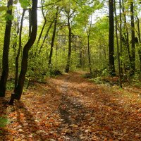 Пошуршим в осеннем лесу! :: Андрей Заломленков