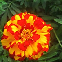 Яркое солнышко :: Елена Семигина