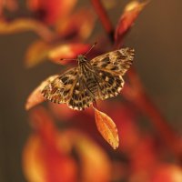 Октябрьский привет (Бабье лето) :: Светлана Тихонина