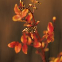 Бабье лето :: Светлана Тихонина