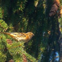 вьюрок или юрок :: gawrilа - dan