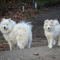 фоткаешь? ... :: Владимир Зеленцов