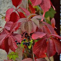 Осенний этюд :: Ольга 