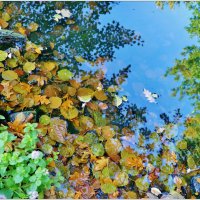 ОСЕНЬ... :: Elvira E. 