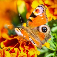 Бабочка :: Alex Bush