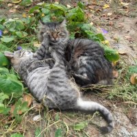 Нападение на отца :) :: Наталья Нападение на отца :) :: Наталья