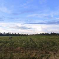 Поле у д.Скново :: Артем 