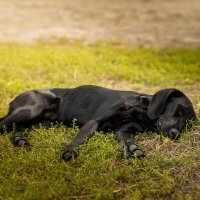 Тихий час :: Alex Bush