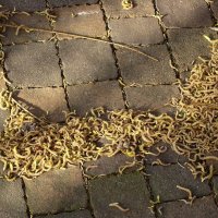 "Будет апрель!" Ю.Левитанский :: Syntaxist (Светлана)