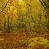 В октябрьском лесу... :: Владимир Жданов В октябрьском лесу... :: Владимир Жданов