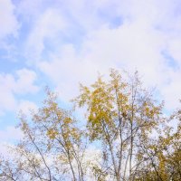 Ещё одна осень... :: Василий Палий