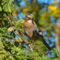 сойка :: gawrilа - dan