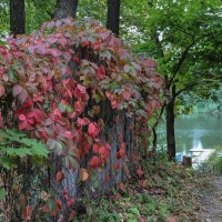 Завершение дачного сезона :: Татьяна Машошина