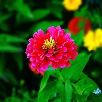 Темно. Яркий цветок (вариант "стало") :: Игорь Тельцов