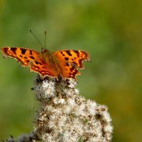 опять про бабочек 45 :: Александр Прокудин