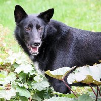 у кого то пропала собака :: Олег Лукьянов