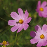 Космеи :: Светлана Тихонина