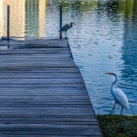 Утро :: **** vedin