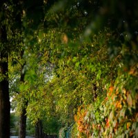 Осень :: Вячеслав Дроздов