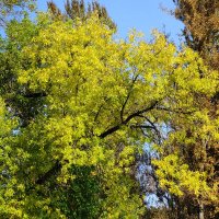 Сентябрьский этюд :: Рита Симонова