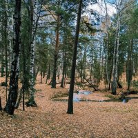 В солнечном лесу :: Георгиевич В солнечном лесу :: Георгиевич