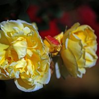 Ботсад МГУ 4 октября :: Михаил Бибичков Ботсад МГУ 4 октября :: Михаил Бибичков