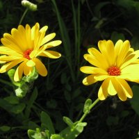 Солнечные :: Людмила Смородинская