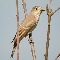 Серая мухоловка :: Лина Серая мухоловка :: Лина