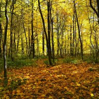 Чебоксары. Листопад в роще Шупашкар. :: Пётр Чернега