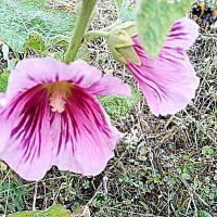 Цветы. :: Владимир Драгунский