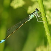 Макро мир вокруг нас... :: Николай Саржанов Макро мир вокруг нас... :: Николай Саржанов