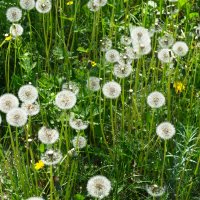 Одуванчики :: Александр Лычагин