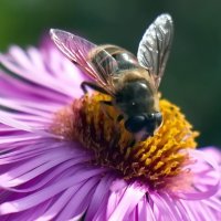 Труженница :: Тамара Вебер