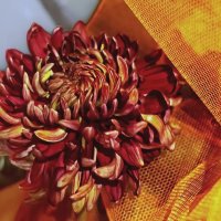 Икебана :: Тамара Вебер