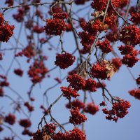 Рябина :: Наталия Григорьева Рябина :: Наталия Григорьева