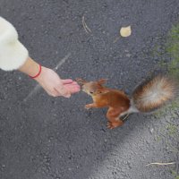 Белк любит кушать :: Ильич -