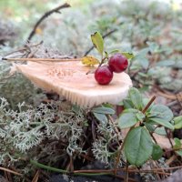 по грибы, по ягоды :: ИРЭН@ .