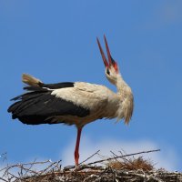 Аист на гнезде :: Георгий Бондаренко