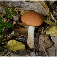 С подосиновиком.. :: Aleksandr Gal