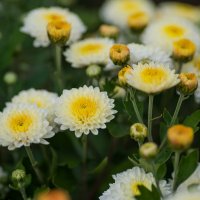 Три хризантемы.... :: Sergey (Apg)