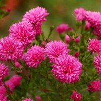 Октябрята :: Юрий. Шмаков