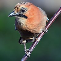 любопытная сойка :: леонид логинов