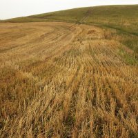 Вот и сжаты хлеба ... :: Наталья Лунева 