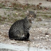 ** :: Зоя Мишина