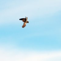 Охота на мышей. :: Владимир Безбородов