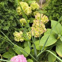 Гортензия в саду у дома :: Ирэн 