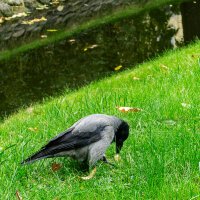 Обед :: Ирина Соловьёва