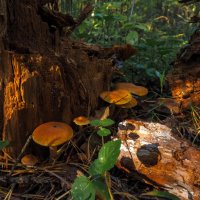 ***** :: юрий поляков